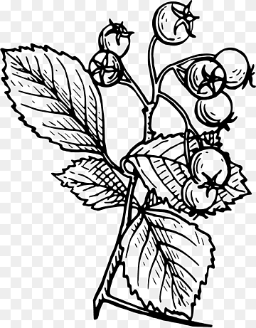 Hawthorn on a branch with leaves coloring page